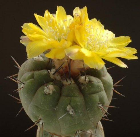 Weingartia_kargliana